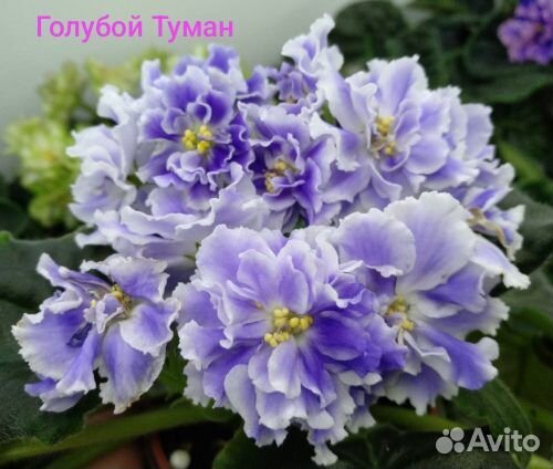 Листы сортовых фиалок