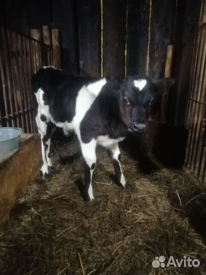 Быки и тёлки разных возростов