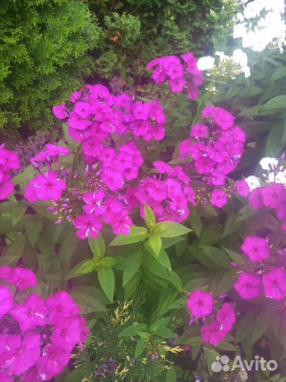 Флоксы сортовые многолетние