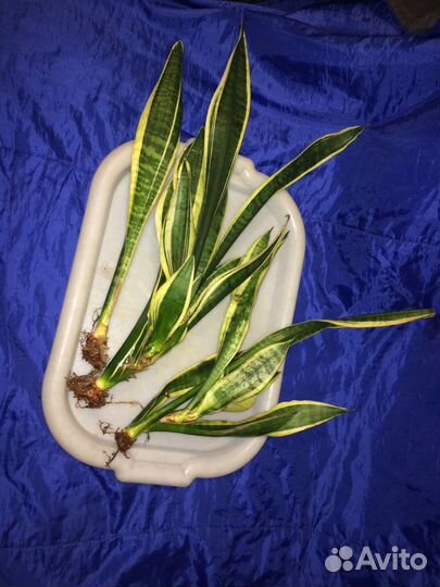 Сансевиерия Лоуренса