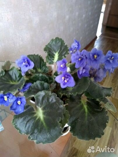 Комнатные растения