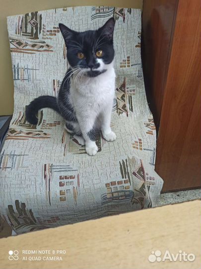 Кошечка в добрые руки