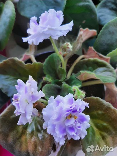 Цветущие фиалки