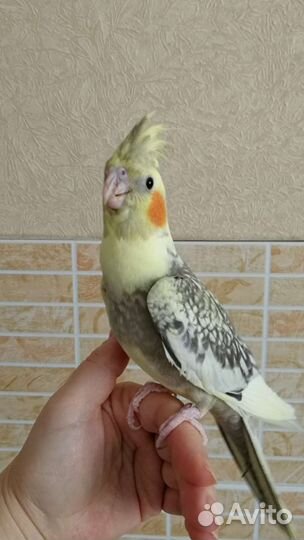 Лучший подарок любимым Ручная корелла