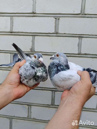 Спортивные голуби