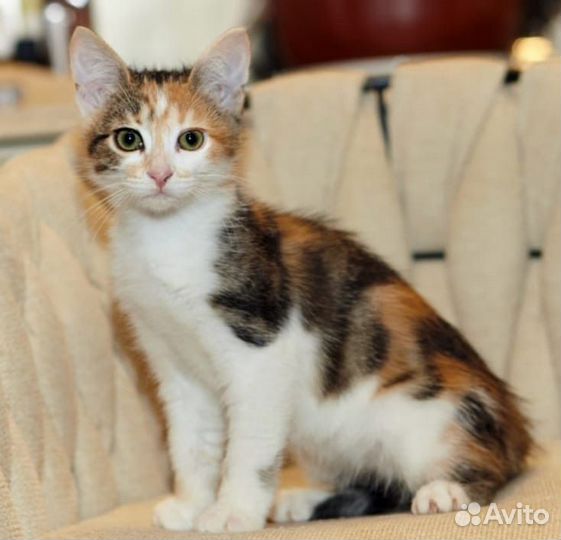 Котята девочки в добрые руки