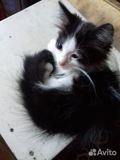 Пушистый котёнок мальчик в добрые руки