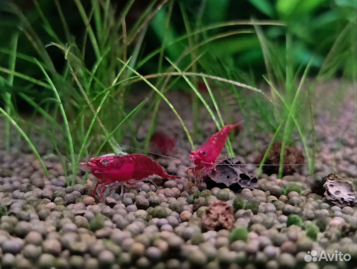 Черри, жёлтые, амано