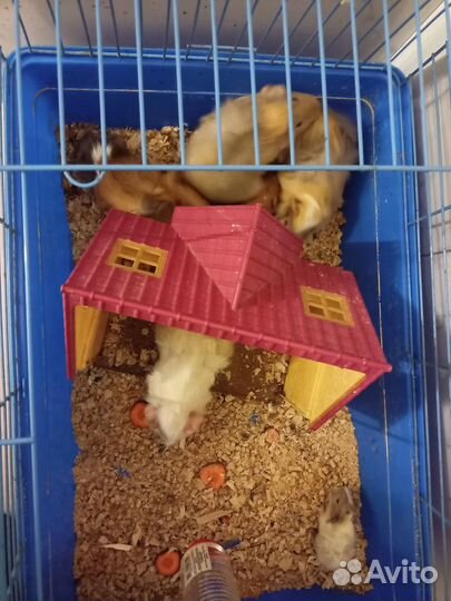 Морские свинки