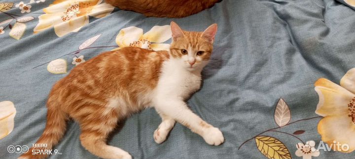 Коты бесплатно