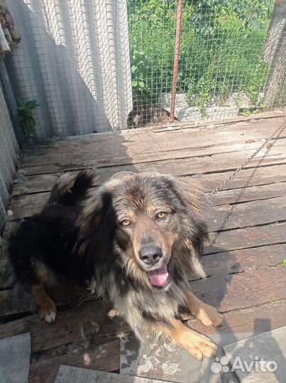 Отдаем собаку в добрые руки