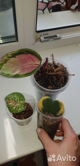 Комнатные растения