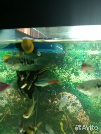 Аквариумные рыбки