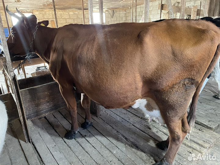 Коровы дойные