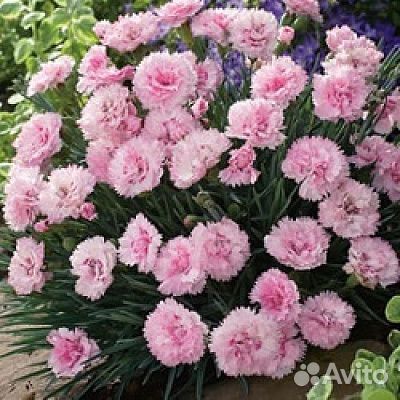 Гвоздика садовая