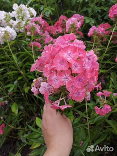 Многолетники