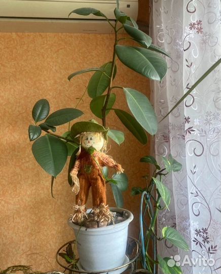 Комнатные цветы