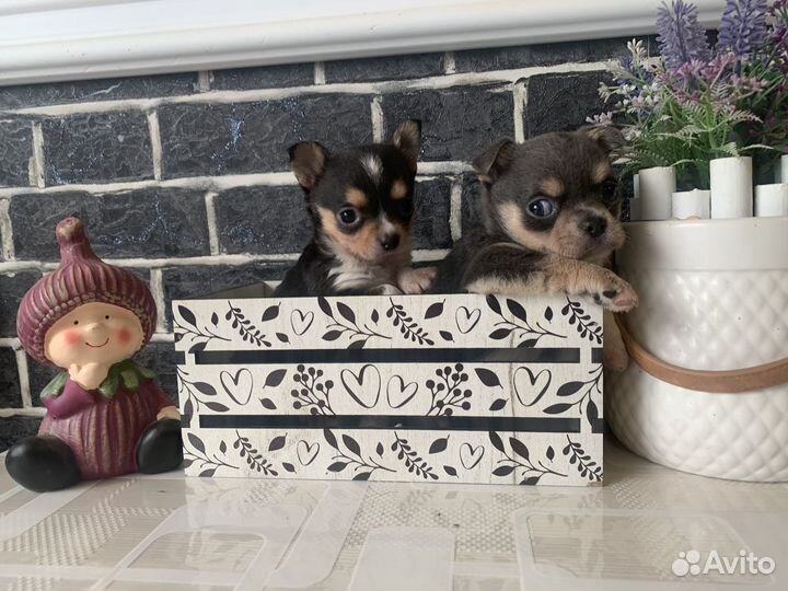 Щенки чихуахуа