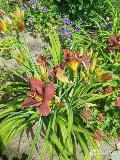 Лилейник бордовый