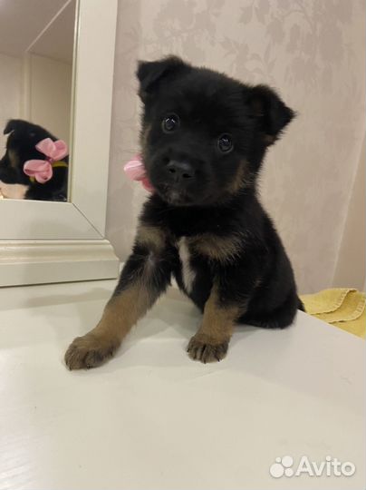Щенки овчарки метисы черные в добрые руки