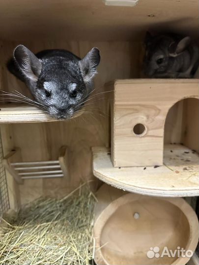 Шиншилла с клеткой