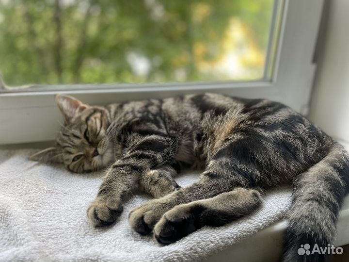 Британский котёнок мальчик