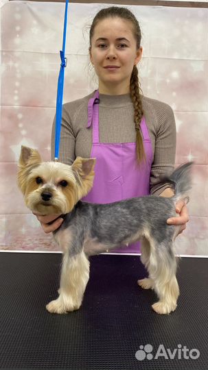 Стрижка собак бесплатно