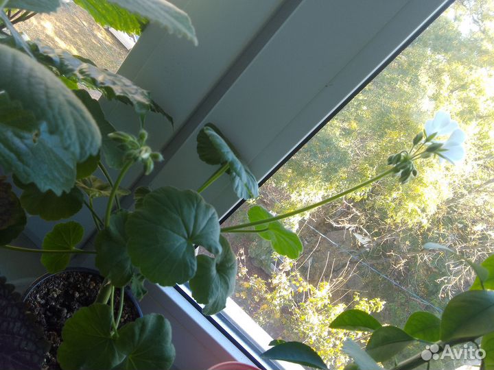 Герань белая