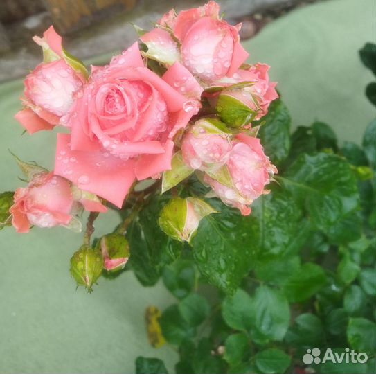 Продам лепестки роз