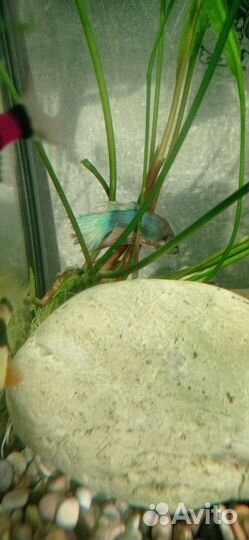 Рыбка петушок самец