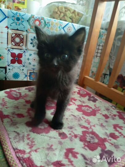 Кошка в дар бесплатно