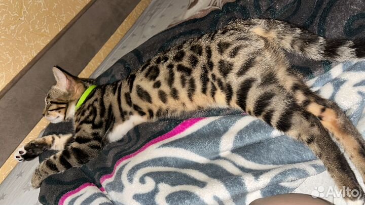 Бенгальская