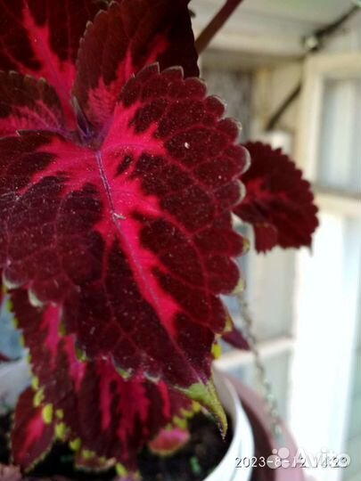 Колеусы вегетативные