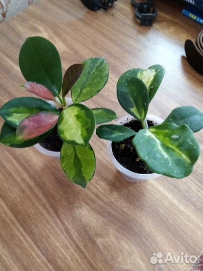 Хойя Аустралис Лиза и Обовата вариегатная