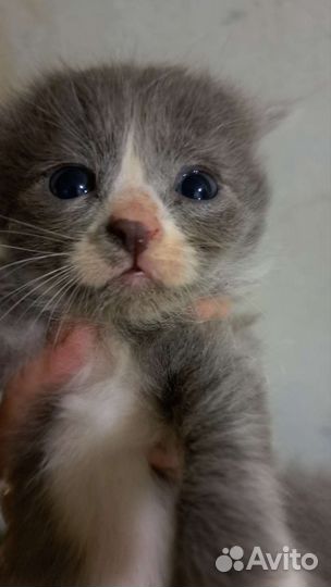 Кошки в добрые руки