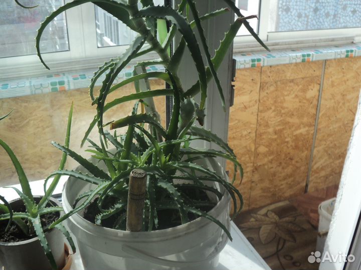 Алоэ столетник (лечебный)