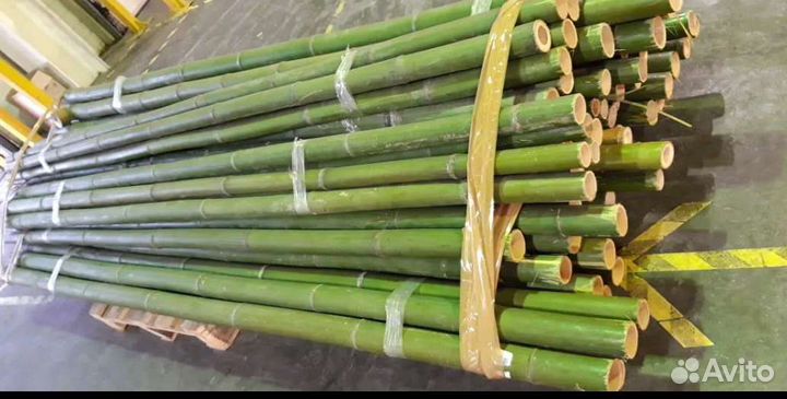 Бамбук на все случаи жизни)