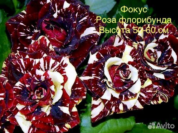 Саженцы роз