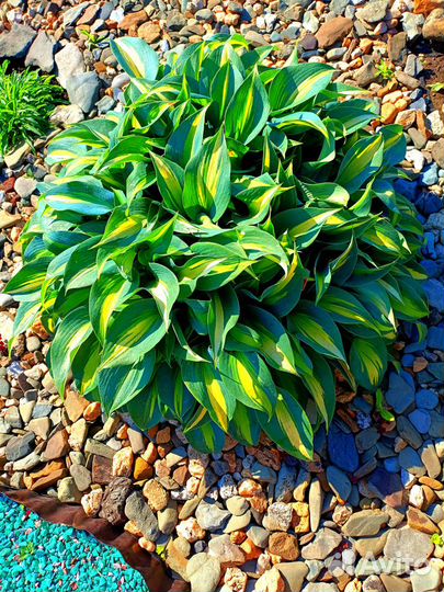 Хоста гибридная Джун (June)