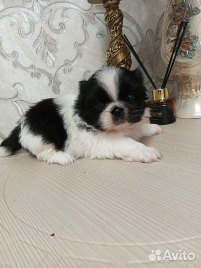 Щенки пекинеса