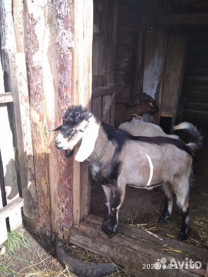 Покрытие коз