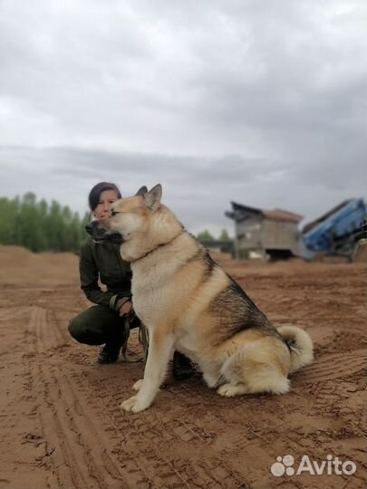 Огромный пёс по имени Малыш