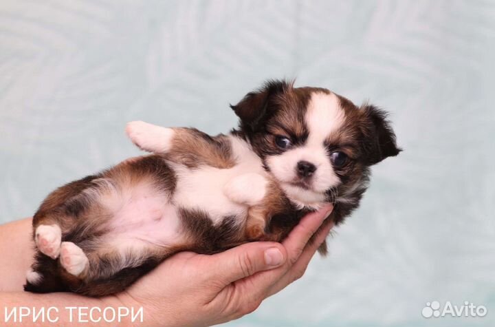 Чихуахуа мини пупсики