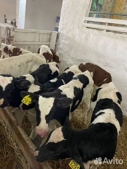 О Бычки и Тёлки