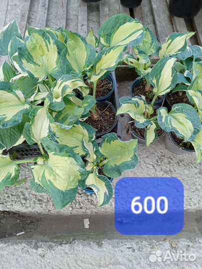 Многолетники