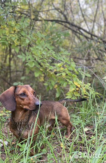 Такса вязка