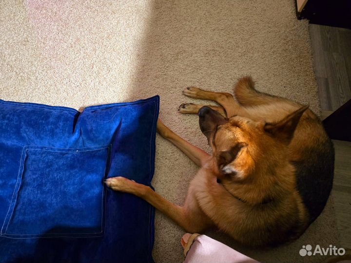 Передержка собак,кошек,птиц,грызунов в частном дом