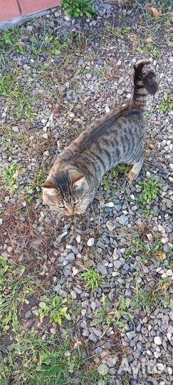 Кот в добрые руки