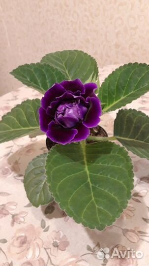 Глоксиния цветущая