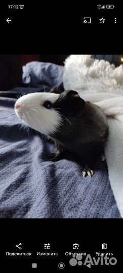 Морские свинки